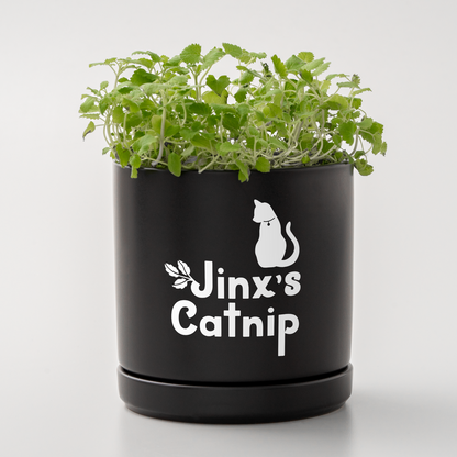 Cricut Joy Xtra™ Smart Vinyl™ – wiederablösbar (24,1 cm x 91,4 cm)